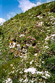 Monte Baldo (Trentino) - Sui ripidi pendii si concentrano spettacolari fioriture multicolori.